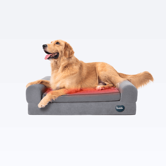 Beddie™ Pet Therapy Bed