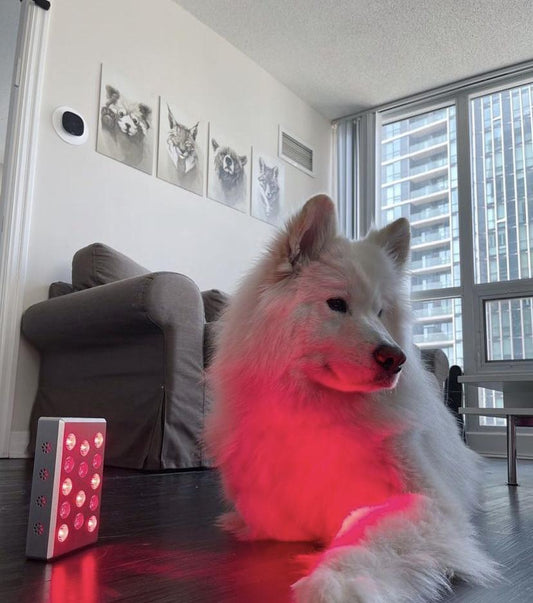 Red Light Therapy for Dogs, Horses, Cats & Other Animals