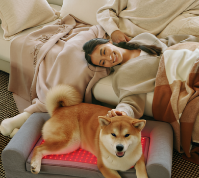 A happy couple relaxes on a sofa next to their Shiba Inu dog, who is comfortably lying on a gray Budddie™ pet therapy bed with visible red light (LED) technology, emphasizing preventive health and veterinary-grade wellness from buddie pet therapy