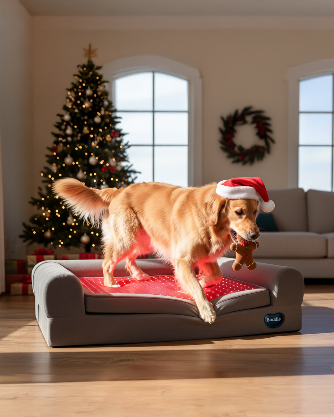 Dog in Santa hat standing on Buddie Pet Therapy’s Beddie wellness bed designed for long-lasting care, comfort, and stress-free canine support.