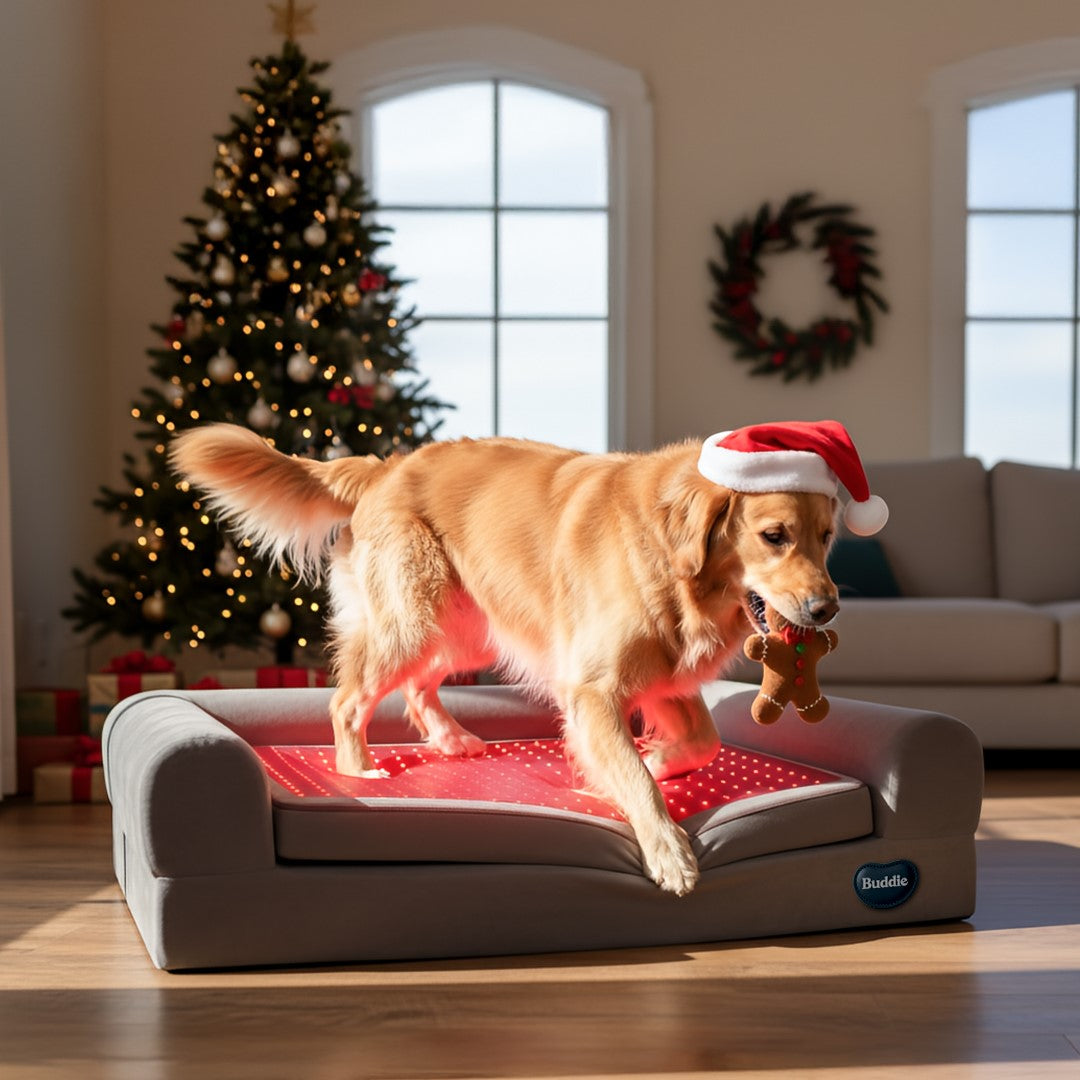 Dog in Santa hat standing on Buddie Pet Therapy’s Beddie wellness bed designed for long-lasting care, comfort, and stress-free canine support