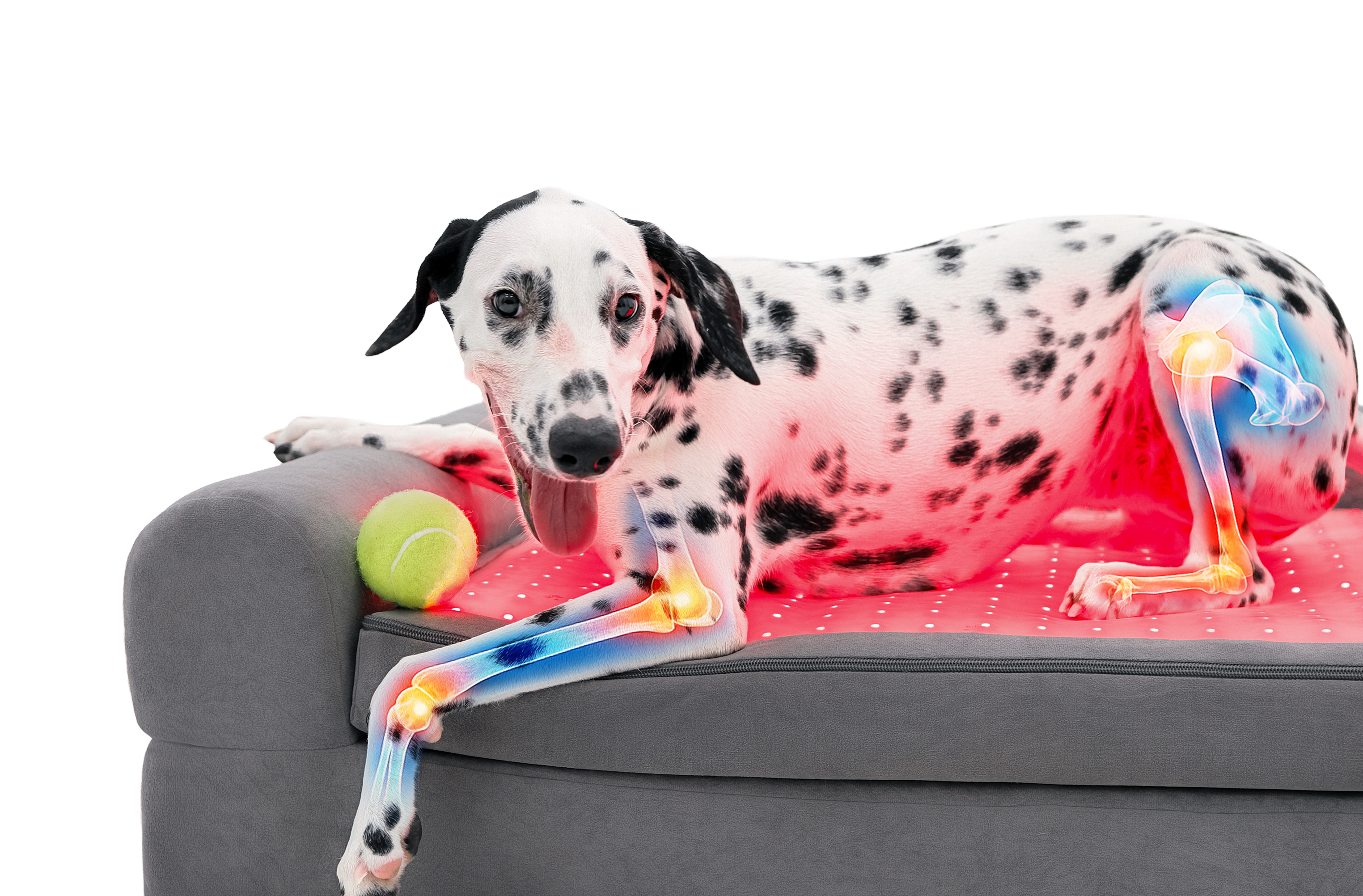 Buddie Pet therapy Deep Tissue & Joint Support