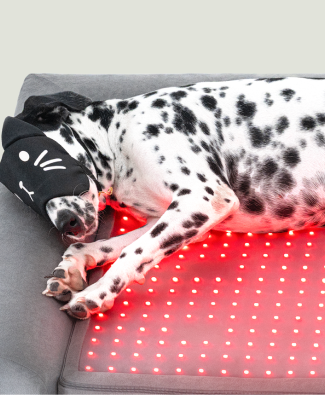 Buddie Pet therapy proactive care for lifelong health.