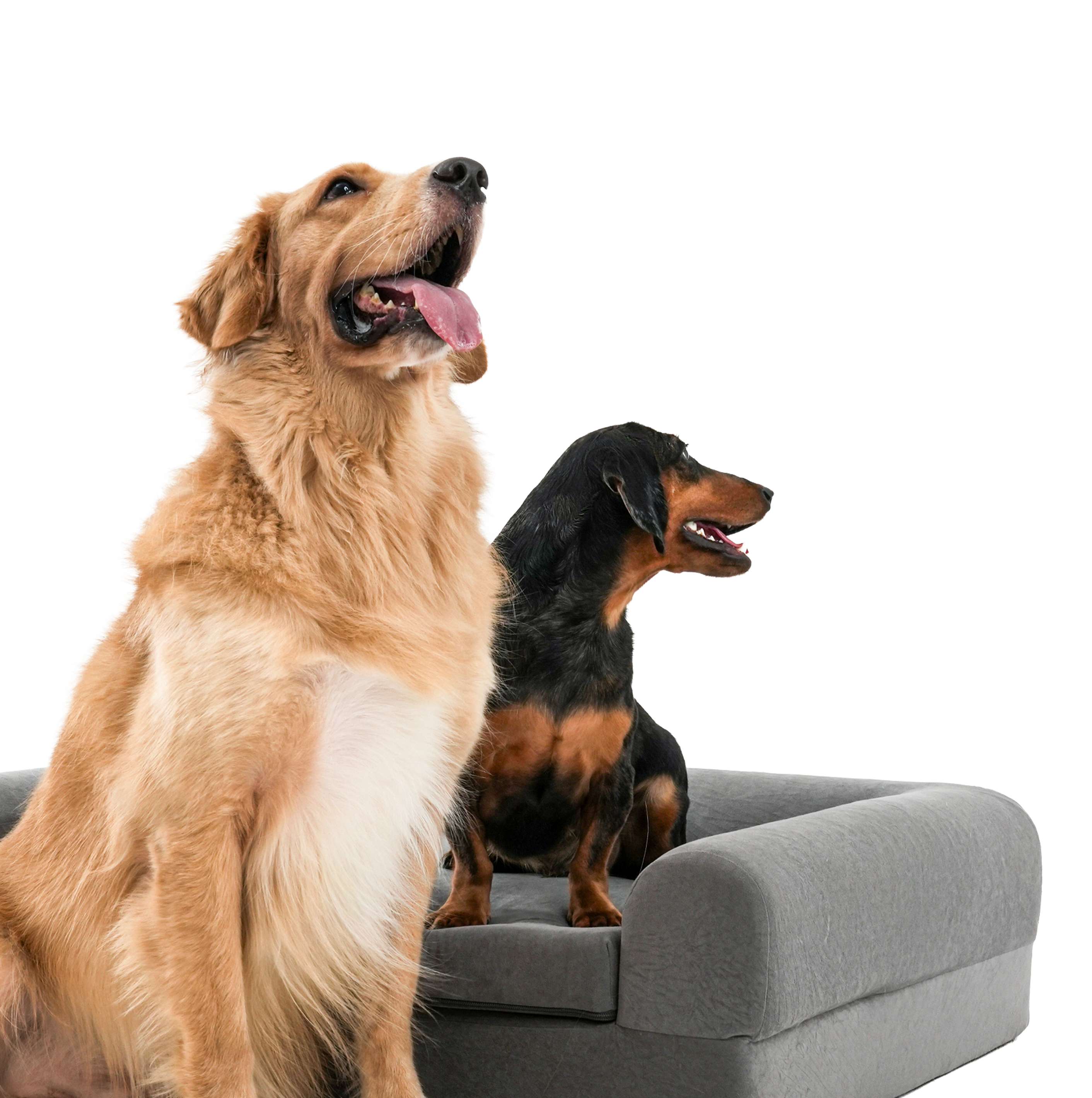 Why Buddie Pet therapy