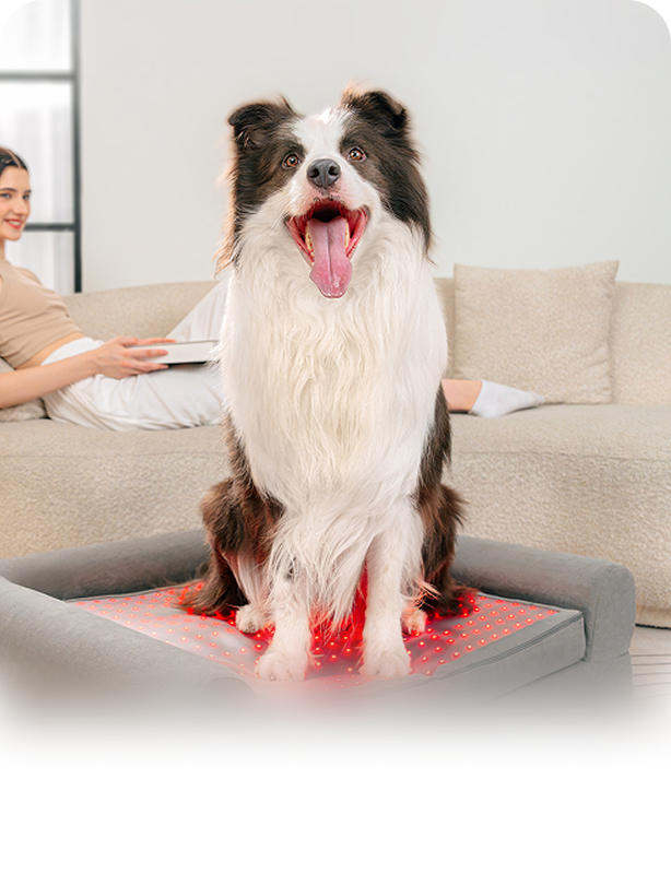 Buddie Bed is the first-of-its-kind therapeutic dog bed, designed with medical-grade Red Light Therapy and PEMF to support aging dogs and those suffering from arthritis, stiffness, inflammation, post-operative recovery, and mobility decline.