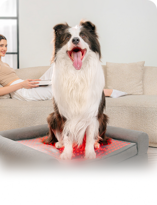 Buddie Bed is the first-of-its-kind therapeutic dog bed, designed with medical-grade Red Light Therapy and PEMF to support aging dogs and those suffering from arthritis, stiffness, inflammation, post-operative recovery, and mobility decline.
