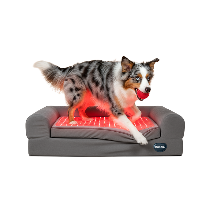 Active dog walking on Buddie™ Therapy Bed with built-in red light and PEMF therapy, designed to relieve winter joint stiffness in dogs, reduce arthritis and joint pain, improve mobility, circulation, and recovery, and support everyday comfort during cold weather