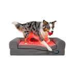 Active dog walking on Buddie™ Therapy Bed with built-in red light and PEMF therapy, designed to relieve winter joint stiffness in dogs, reduce arthritis and joint pain, improve mobility, circulation, and recovery, and support everyday comfort during cold weather
