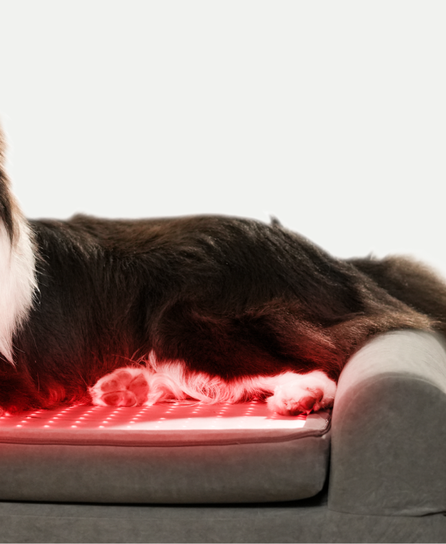 Healthy Joints, Happy Life