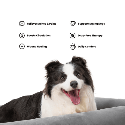 Beddie™ Pet Therapy Bed