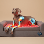 The Beddie™ Therapy Bed is the first-of-its-kind therapeutic dog bed, designed with medical-grade Red Light Therapy and PEMF to support aging dogs and those suffering from arthritis, stiffness, inflammation, post-operative recovery, and mobility decline.