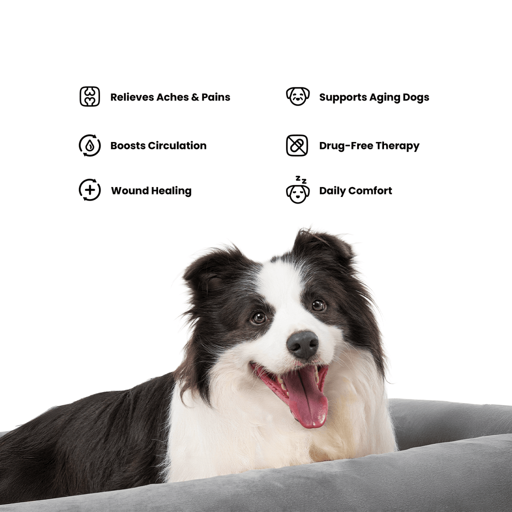 Kala Red Light Dog lying on a gray cushion with health benefits listed above