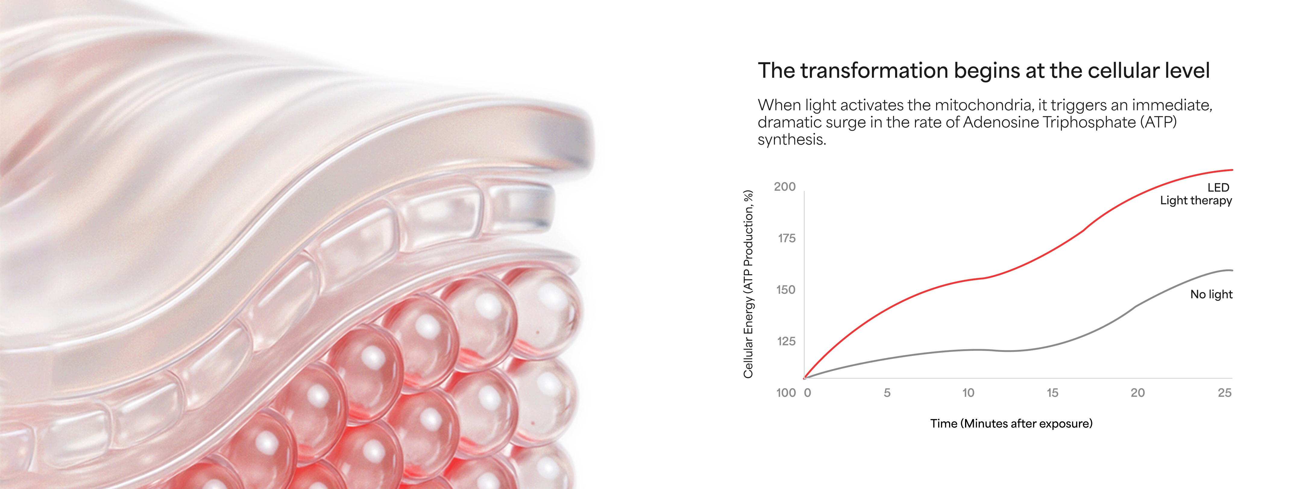 Diagram of cellular structure with a graph showing ATP synthesis rates.