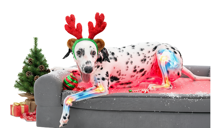 Buddi pet therapy visual explainer showing how 650nm Red Light and 850nm NIR Light wavelengths work on a dog's skin and muscles for natural wellness