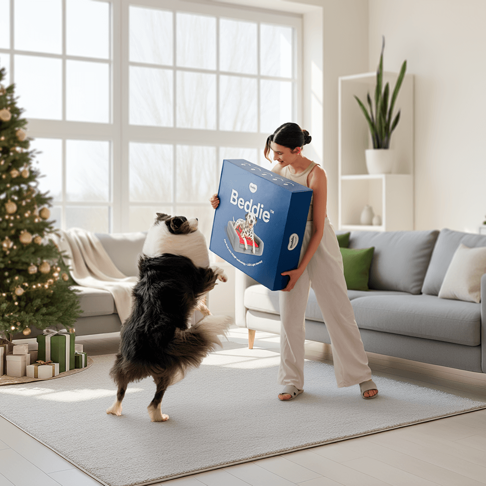 buddie pet therapy dog bed unboxing with excited border collie puppy for christmas a new standard of care recommended by vets for proactive pet health