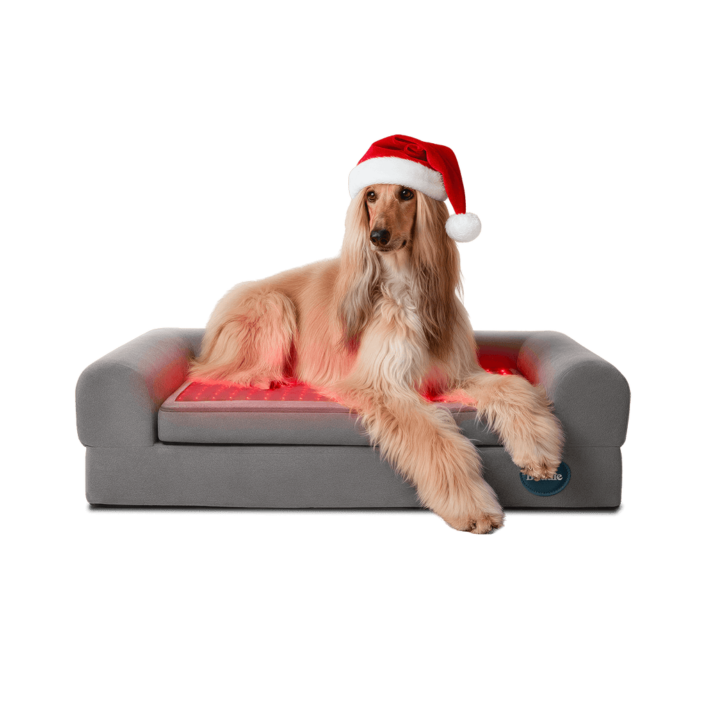 buddie pet therapy Christmas dog bed with a dog wearing a Santa hat