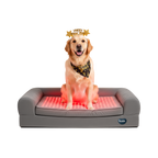 Buddie™ Pet Therapy dog bed with red light and PEMF wellness therapy supporting canine mobility and comfort