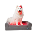 Buddie™ Pet Therapy dog bed with red light and PEMF therapy featuring a white dog in festive Lunar New Year theme
