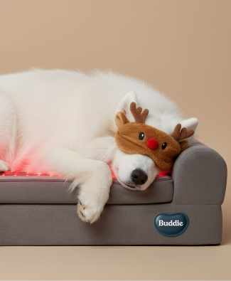 Samoyed dog wearing reindeer eye mask sleeping peacefully on a grey Buddie Pet Therapy orthopedic bed with glowing red therapeutic light for everyday rest and proactive care.