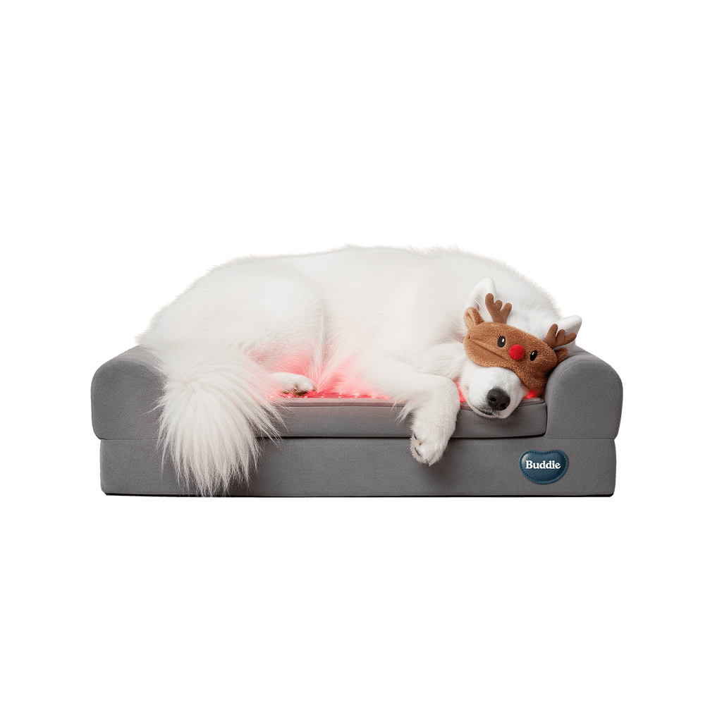 Samoyed dog wearing reindeer eye mask sleeping peacefully on a grey Buddie Pet Therapy orthopedic bed with glowing red therapeutic light for everyday rest and proactive care.
