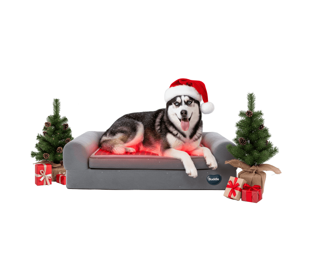 buddie pet therapy Christmas dog bed with a Husky wearing a Santa hat, advertising pet wellness and red light therapy. woof woof!