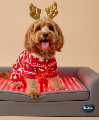 Buddi pet therapy red light therapy bed for dogs, safe drug-free care, recovery and resilience
