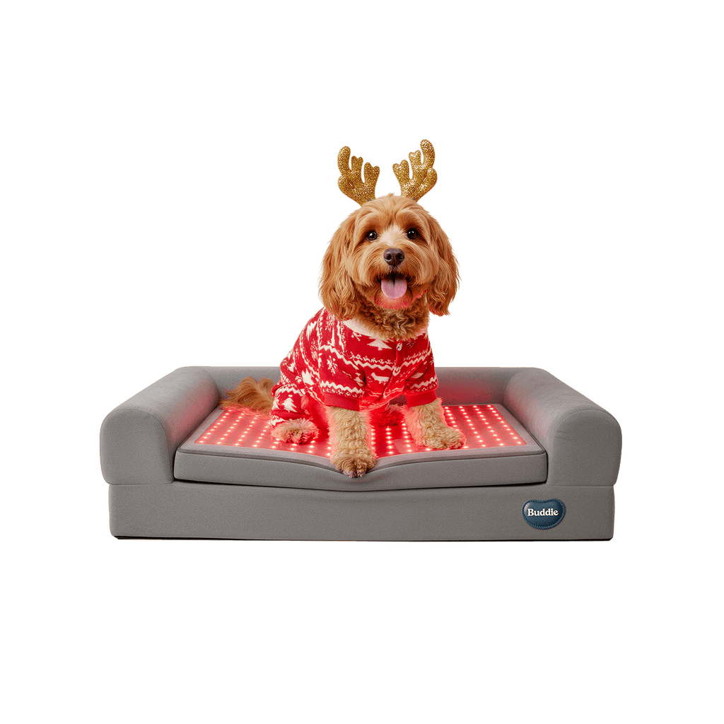 Buddi pet therapy red light therapy bed for dogs, safe drug-free care, recovery and resilience