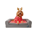 Buddi pet therapy red light therapy bed for dogs, safe drug-free care, recovery and resilience