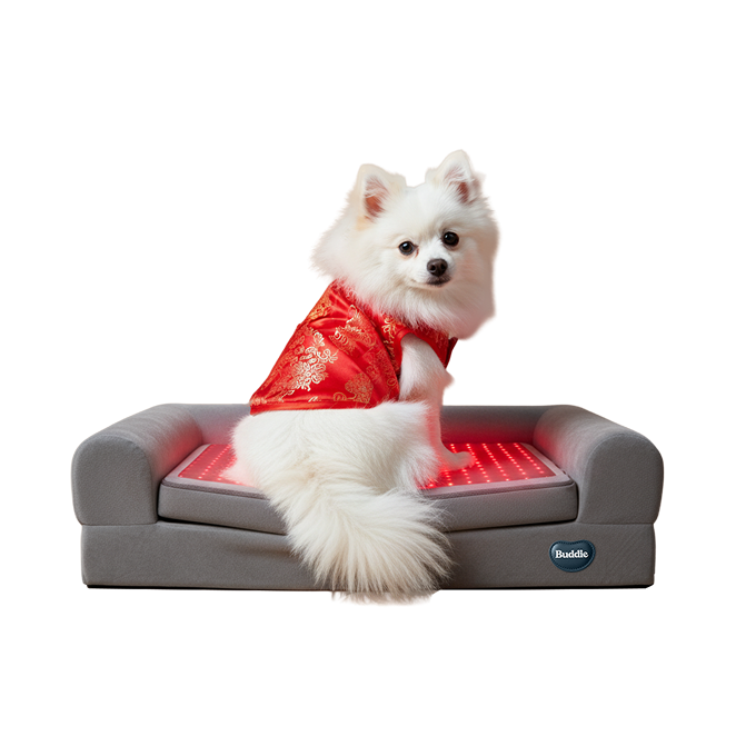 Buddie™ Pet Therapy red light and PEMF dog bed promoting joint relief, relaxation, and overall canine wellness