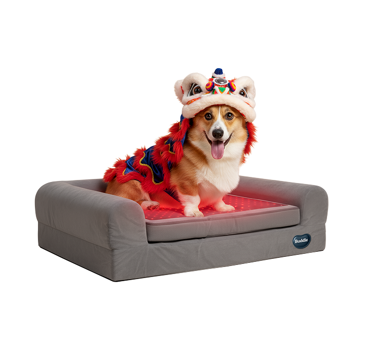 Buddie™ Pet Therapy red light and PEMF dog bed supporting joint relief and relaxation with a dog in festive Lunar New Year costume