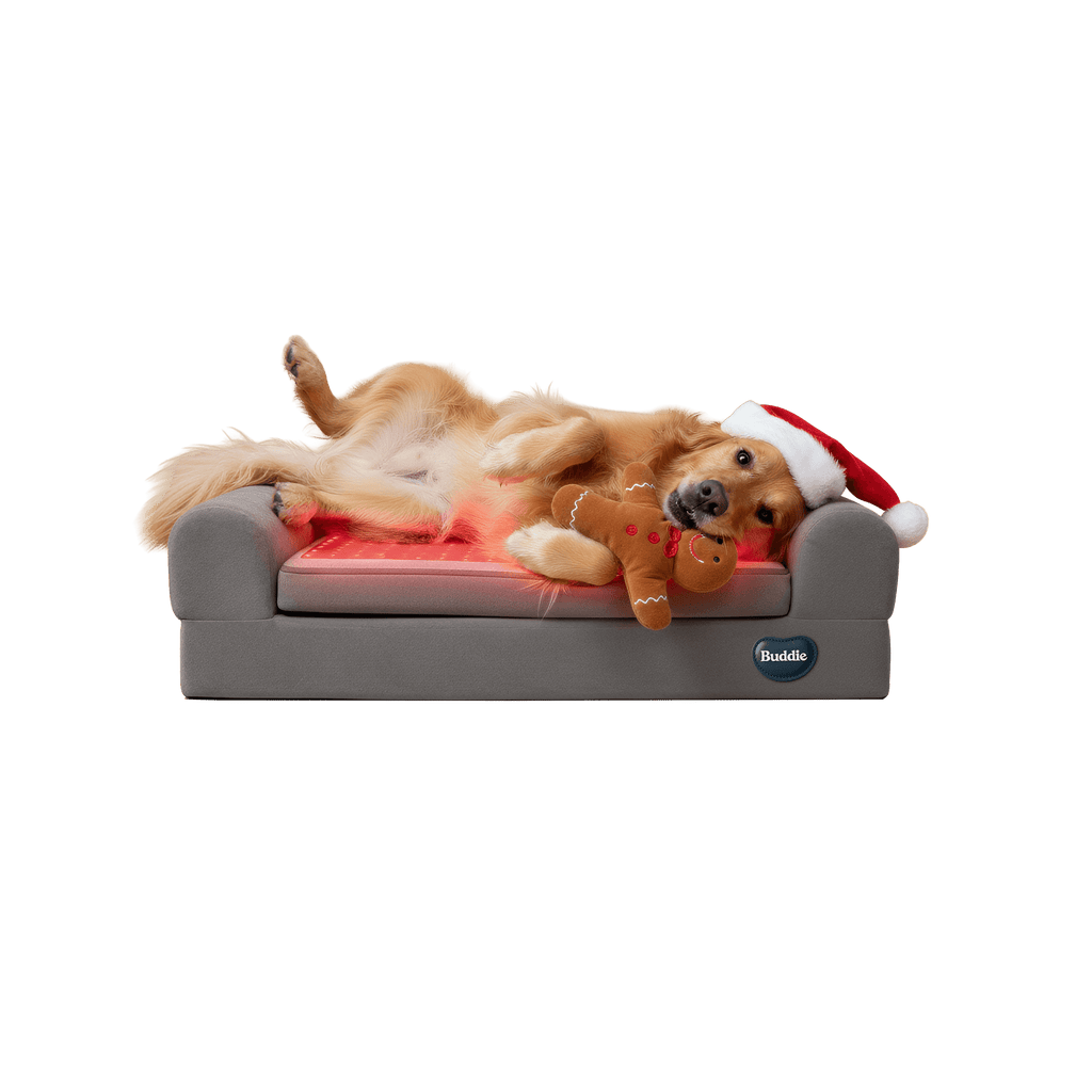 Golden Retriever dog in Santa hat relaxing on a Buddie pet therapy bed with red light visible, illustrating how the Buddie pet therapy bed uses red light and PEMF for relief from arthritis, hip dysplasia, and stiffness, promoting recovery